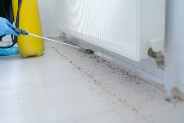Best Flea Control Services  in Hayneville, AL